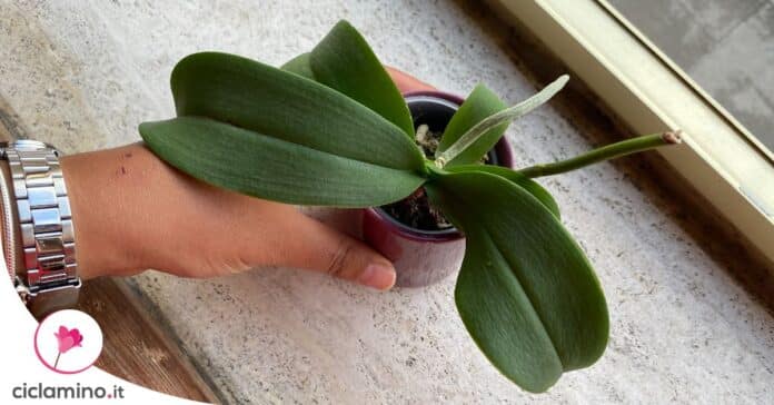 motivi-orchidea-non-fiorisce