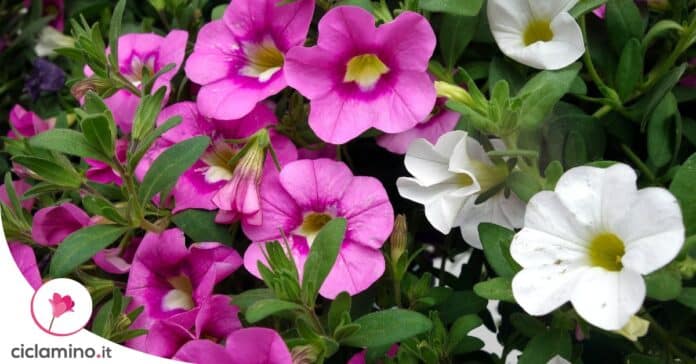 come-avere-petunia-fiorita-balcone