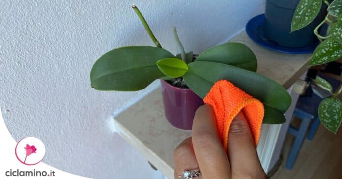 come-curare-foglie-orchidea