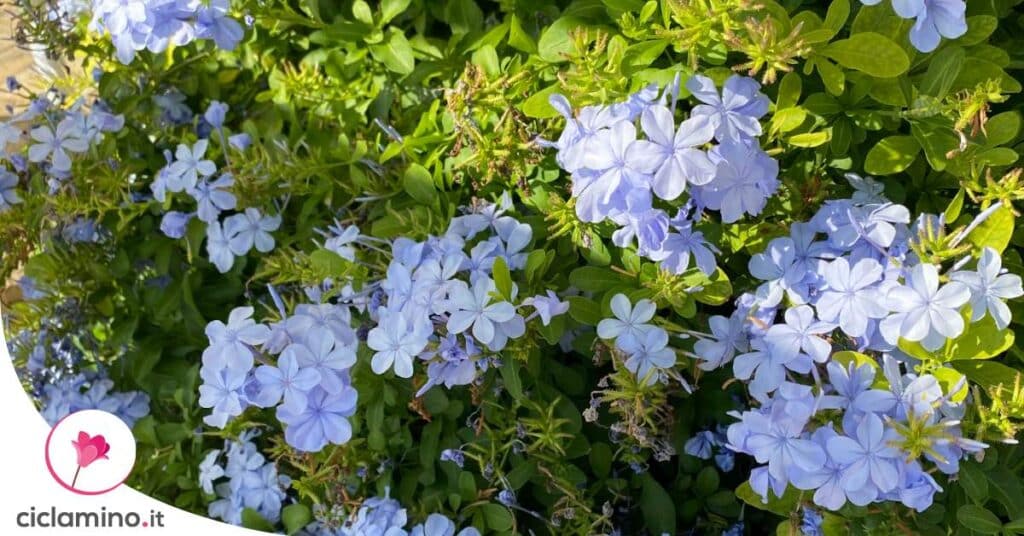 prolungare-fioritura-plumbago