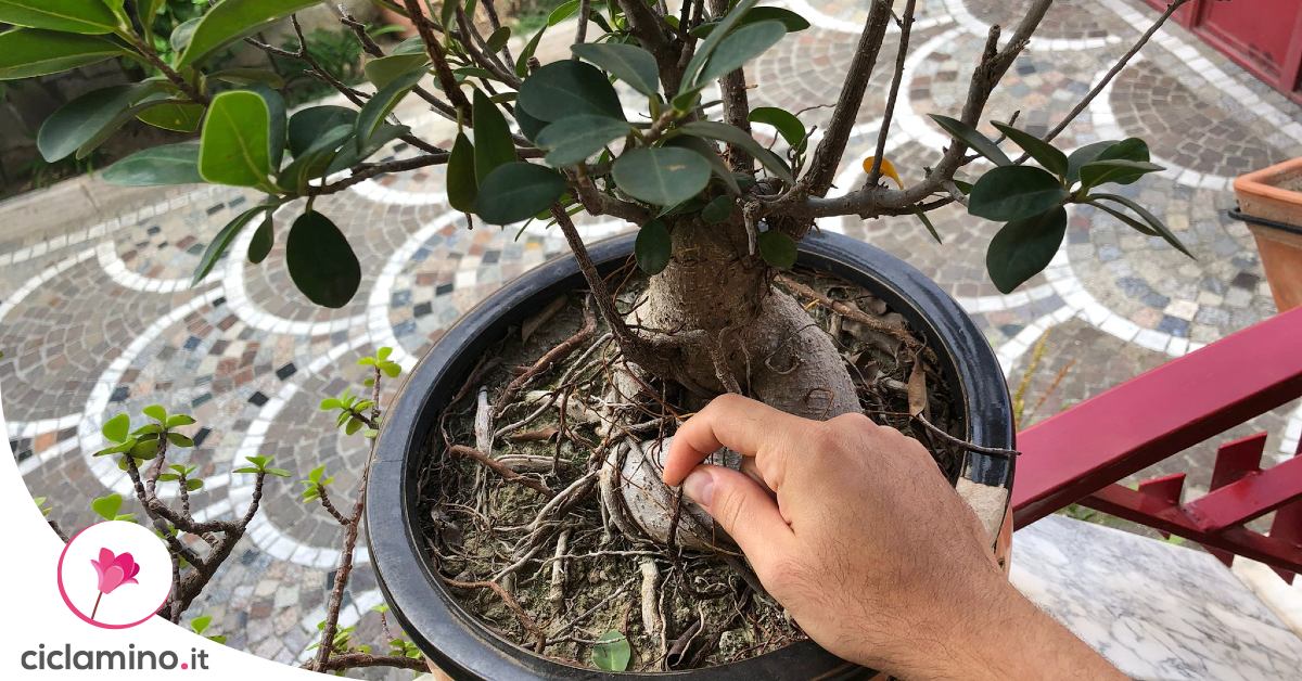 Falso rinvaso: come dare respiro al tuo Bonsai - iBonsai