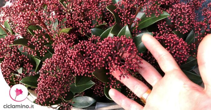 skimmia