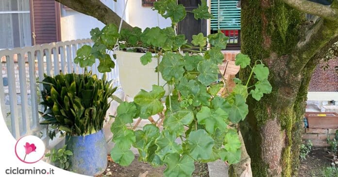 come-curare-gerani-senza-fiori