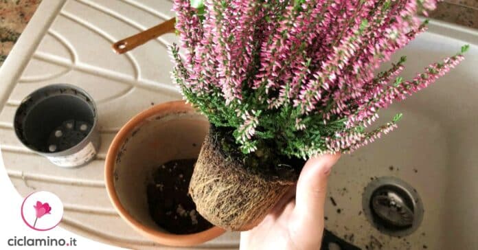 come-rinvasare-calluna