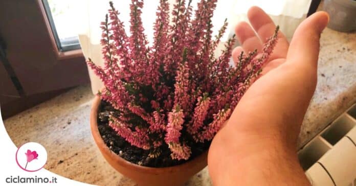 errori-cura-calluna
