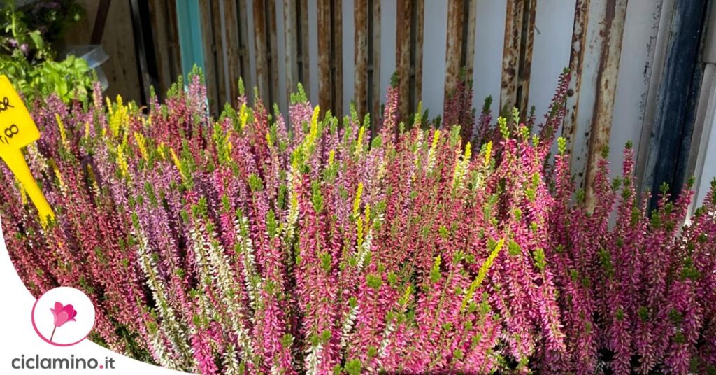 perche-fiori-calluna-cadono