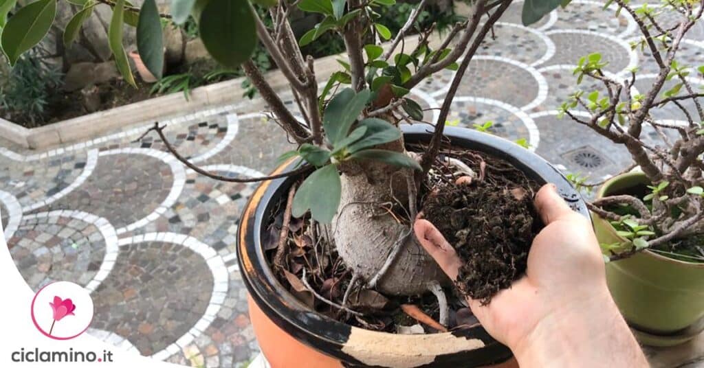 quale-terriccio-ideale-ficus-bonsai