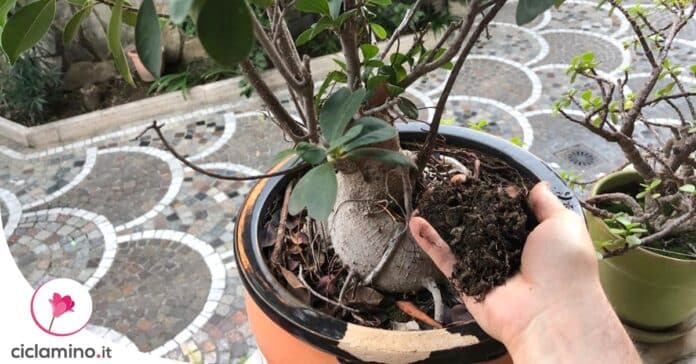 quale-terriccio-ideale-ficus-bonsai
