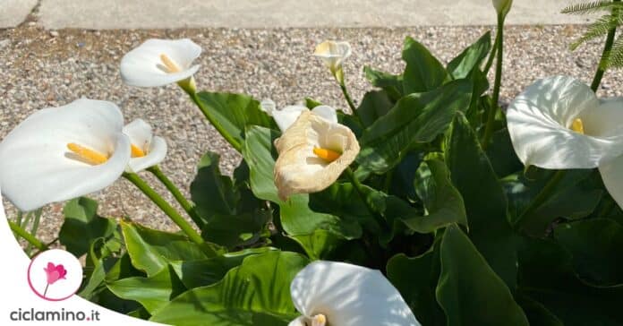 calla-fiore-diventa-marrone