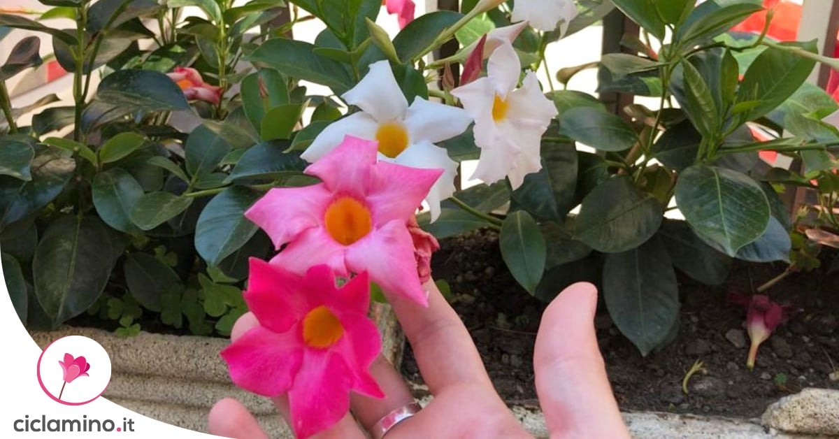 Semi Di Dipladenia Balcone - 15 Semi Di Pianta Rampicante Esotica E Resistente, Per Giardino E Vasi