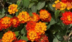 foto-lantana