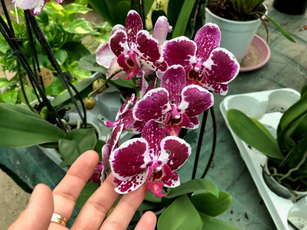orchidea-pianta-bagno