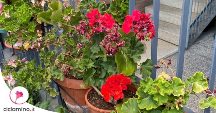 perche-geranio-fiori-secchi