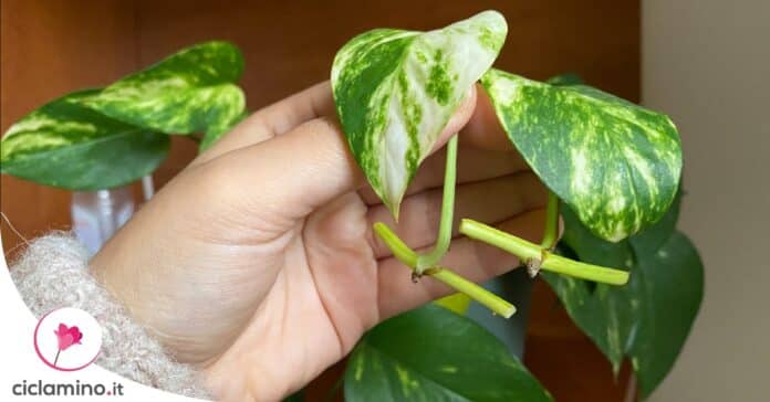 pothos-talea-da-nodo