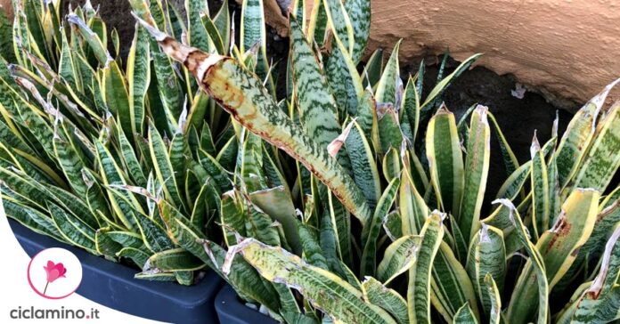 sansevieria-foglie-bruciate