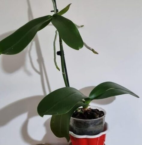 keiki-orchidea