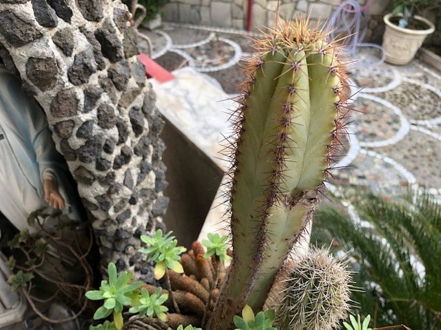 cactus-pianta-grassa-senza-foglie
