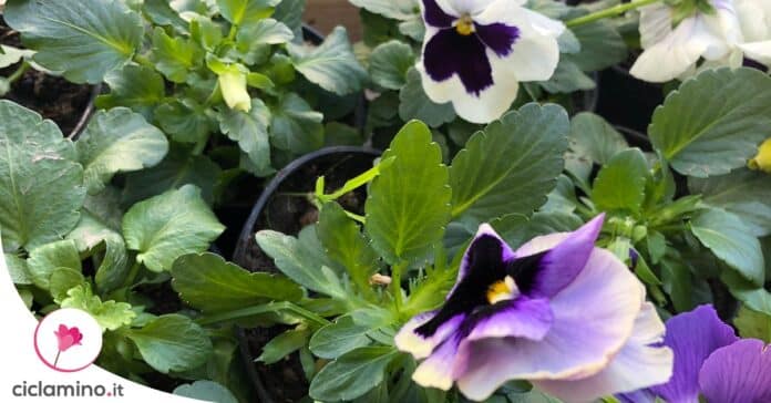 come-far-fiorire-viola-pensiero-posizione