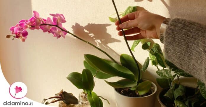 dove-mettere-orchidea-rifiorire