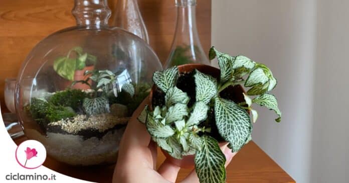 fittonia-pianta-terrario