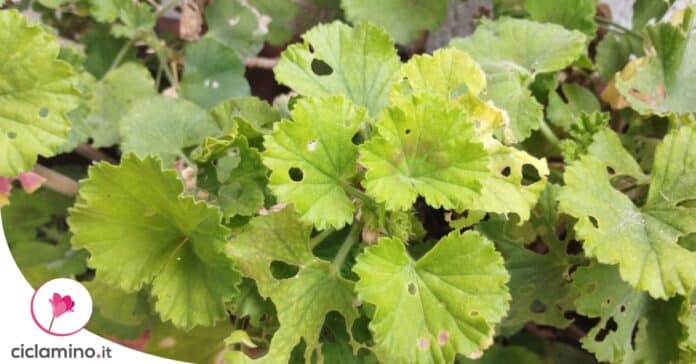 gerani-perche-foglie-bucate
