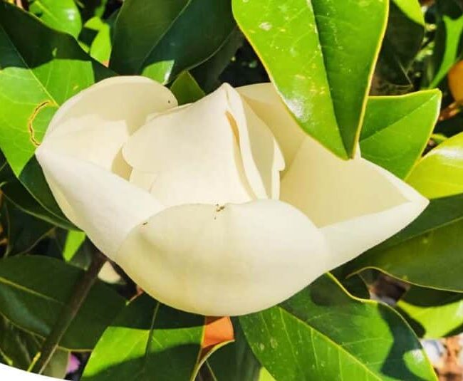 magnolia-regalare-marzo