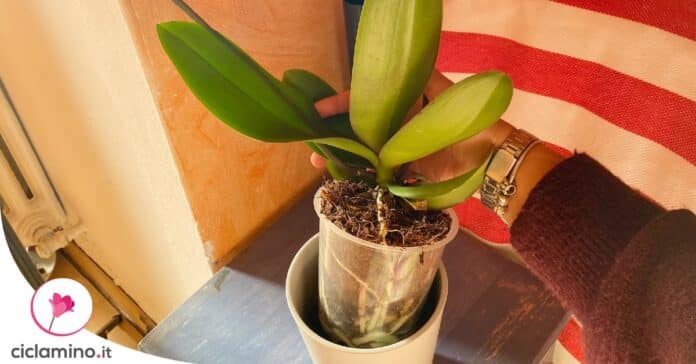 momento-giusto-rinvaso-orchidea