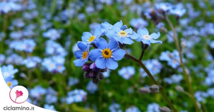 non-ti-scordar-di-me-myosotis