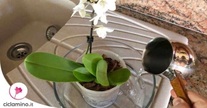 orchidea-concime-fai-da-te