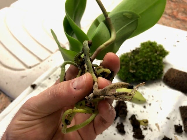 orchidea-radici-marce