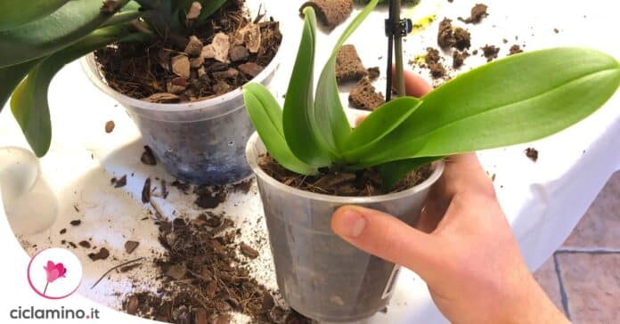 rinvaso-mini-orchidea-guida