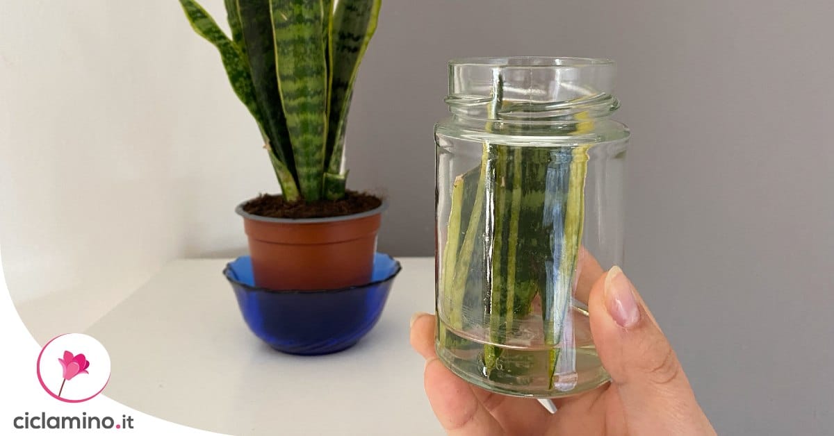 Sai davvero come moltiplicare la Sansevieria in acqua?