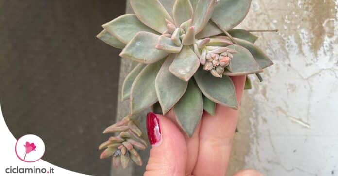cura-echeveria-fiorita