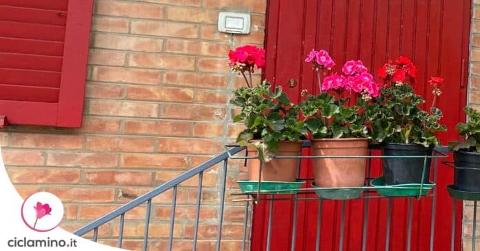 geranio-vaso-fioriera-balcone
