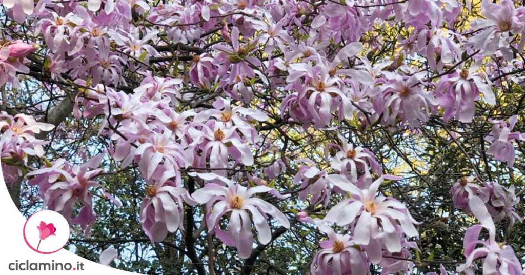 magnolia-in-vaso-cura