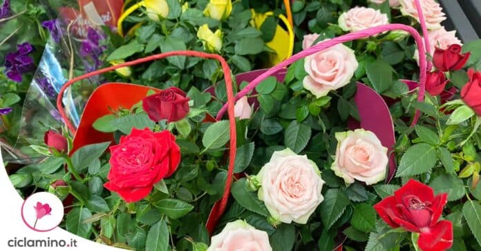 mantenere-fiorite-rose-in-vaso