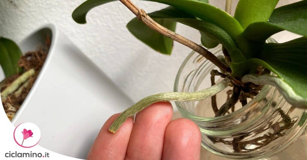 Cosa Fare Subito Quando Le Radici Dell Orchidea Escono Fuori Dal Vaso