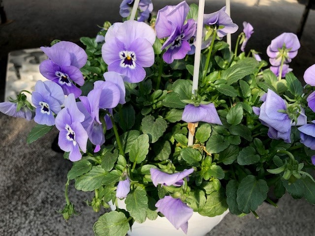 pianta-fiori-viola