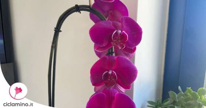 come-creare-arco-fiorito-orchidea