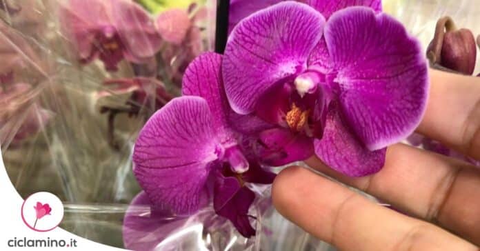 come-prolungare-durata-fiori-orchidea