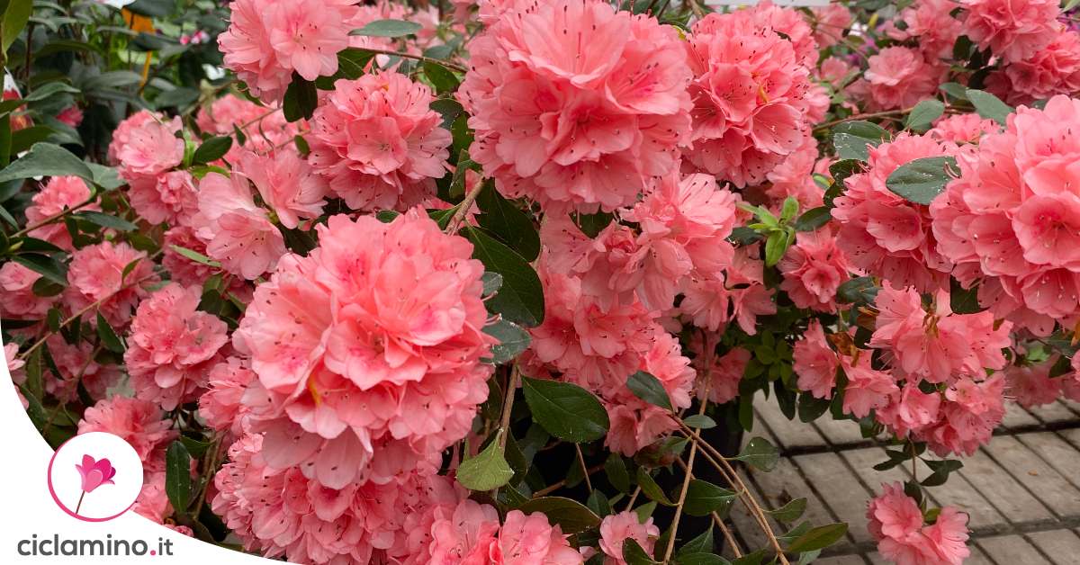 4 Consigli Per Una Azalea In Balcone Perfetta