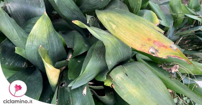 evitare-foglie-gialle-aspidistra