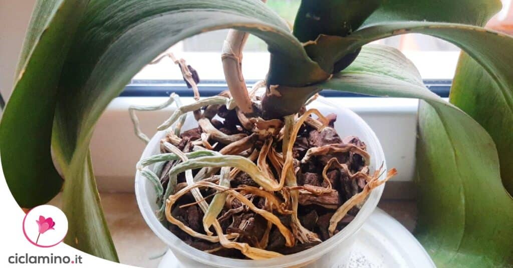 Guarda Il Colore Delle Radici Dell orchidea Per Capire Di Cosa Ha Bisogno Guarda Il Colore Delle Radici Dell orchidea Per Capire Di Cosa Ha Bisogno