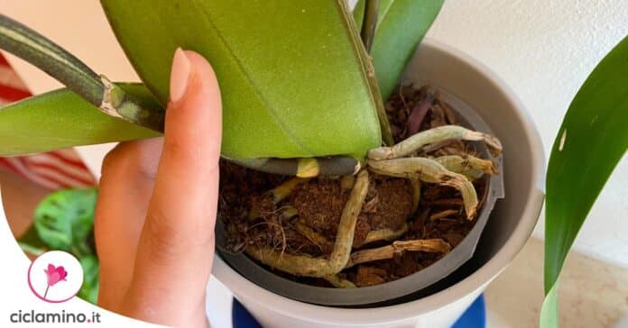 quando-cambiare-corteccia-orchidea