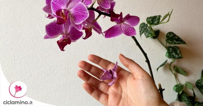 orchidea-fiori-secchi-motivi
