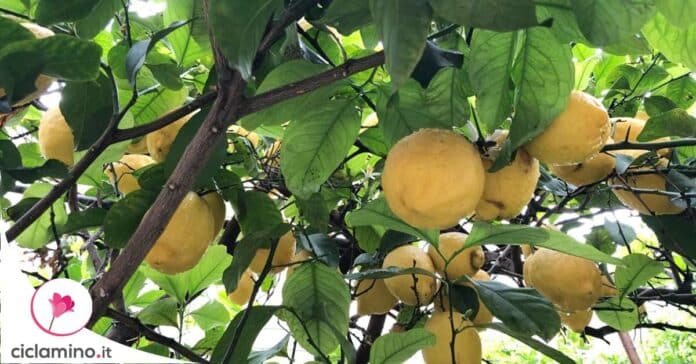 succhioni-pianta-limone
