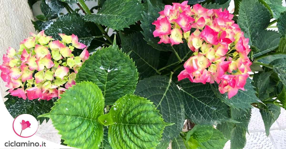 Come Coltivare L’ortensia Dal Seme: Guida Passo Passo - Foto 10