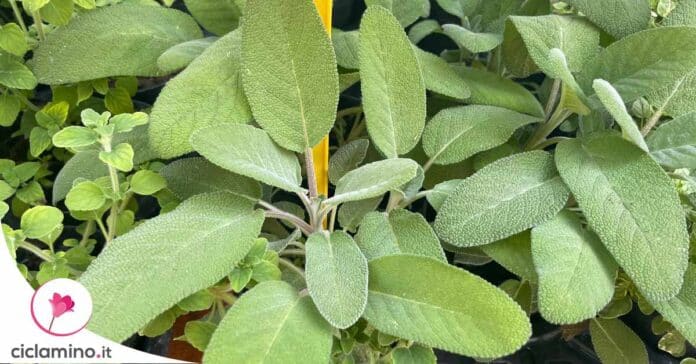 come-raccogliere-salvia