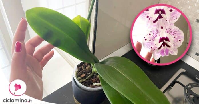 consigli-cura-orchidea-phalaenopsis