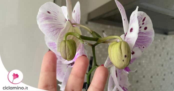 cosa-succede-boccioli-orchidea